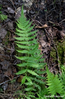 Plant form
